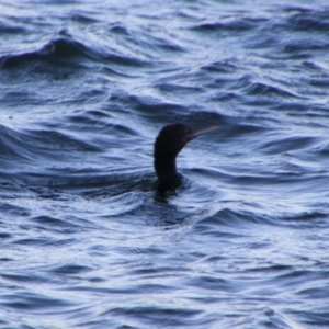 Phalacrocorax sulcirostris at Shoalhaven Heads, NSW - 31 Aug 2024