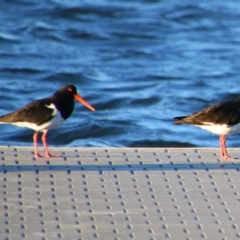 Haematopus longirostris (Australian Pied Oystercatcher) at Shoalhaven Heads, NSW - 30 Aug 2024 by MB