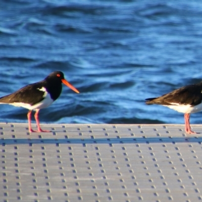 Haematopus longirostris (Australian Pied Oystercatcher) at Shoalhaven Heads, NSW - 30 Aug 2024 by MB