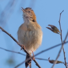 Cisticola exilis (Golden-headed Cisticola) at Casino, NSW - 7 Aug 2024 by Petesteamer