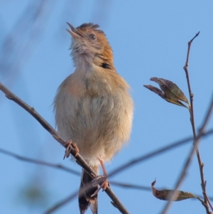 Cisticola exilis at Casino, NSW - 8 Aug 2024 09:01 AM