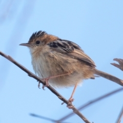 Cisticola exilis at Casino, NSW - 8 Aug 2024 09:01 AM