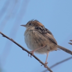 Cisticola exilis at Casino, NSW - 8 Aug 2024