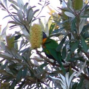 Trichoglossus moluccanus at Shoalhaven Heads, NSW - 31 Aug 2024