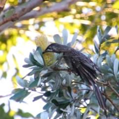 Anthochaera carunculata (Red Wattlebird) at Shoalhaven Heads, NSW - 30 Aug 2024 by MB