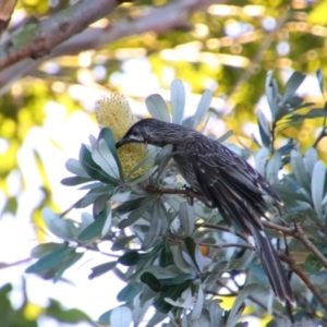 Anthochaera carunculata at Shoalhaven Heads, NSW - 31 Aug 2024