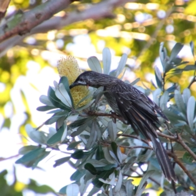 Anthochaera carunculata (Red Wattlebird) at Shoalhaven Heads, NSW - 31 Aug 2024 by MB