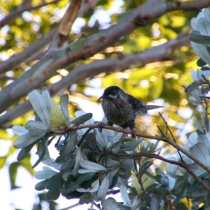 Anthochaera carunculata at Shoalhaven Heads, NSW - 31 Aug 2024 06:58 AM