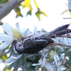 Anthochaera carunculata at Shoalhaven Heads, NSW - 31 Aug 2024