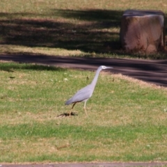 Egretta novaehollandiae (White-faced Heron) at Gerroa, NSW - 31 Aug 2024 by MB