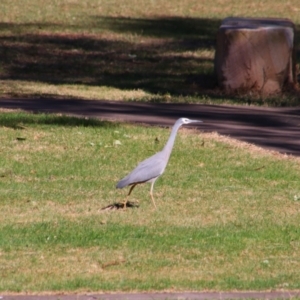 Egretta novaehollandiae at Gerroa, NSW - 31 Aug 2024