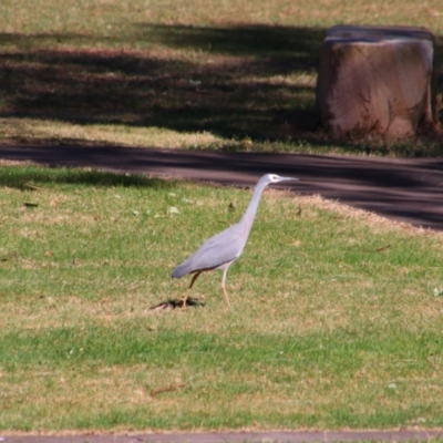 Egretta novaehollandiae (White-faced Heron) at Gerroa, NSW - 31 Aug 2024 by MB