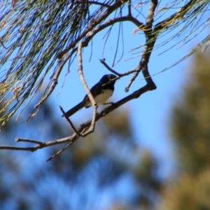 Rhipidura leucophrys at Gerroa, NSW - 31 Aug 2024