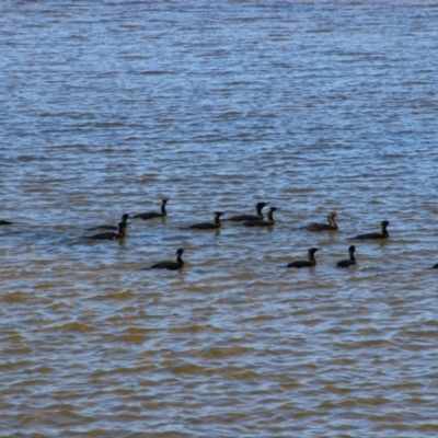 Phalacrocorax sulcirostris (Little Black Cormorant) at Gerroa, NSW - 31 Aug 2024 by MB