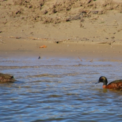 Anas castanea (Chestnut Teal) at Gerroa, NSW - 31 Aug 2024 by MB