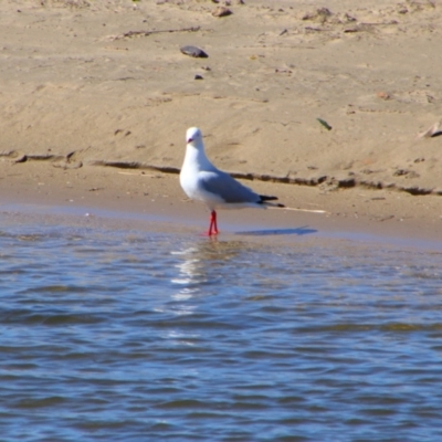 Chroicocephalus novaehollandiae (Silver Gull) at Gerroa, NSW - 31 Aug 2024 by MB