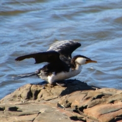 Microcarbo melanoleucos (Little Pied Cormorant) at Gerroa, NSW - 31 Aug 2024 by MB