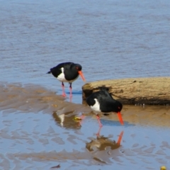 Haematopus longirostris (Australian Pied Oystercatcher) at Gerroa, NSW - 31 Aug 2024 by MB