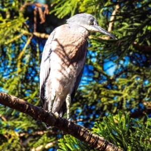 Egretta novaehollandiae at Casino, NSW - 8 Aug 2024