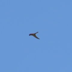 Falco cenchroides (Nankeen Kestrel) at Gerroa, NSW - 31 Aug 2024 by MB