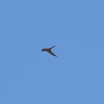 Falco cenchroides (Nankeen Kestrel) at Gerroa, NSW - 31 Aug 2024 by MB