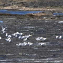 Thalasseus bergii (Crested Tern) at Gerroa, NSW - 31 Aug 2024 by MB