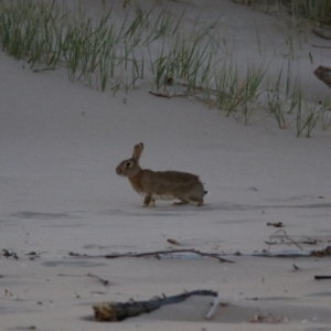 Oryctolagus cuniculus at Shoalhaven Heads, NSW - 31 Aug 2024