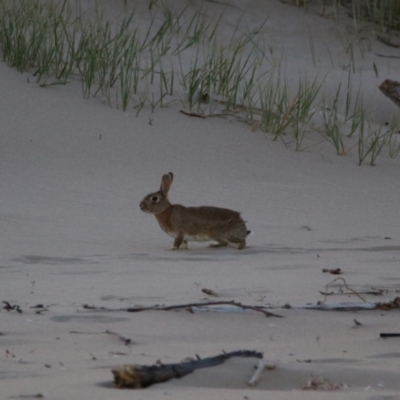 Oryctolagus cuniculus (European Rabbit) at Shoalhaven Heads, NSW - 31 Aug 2024 by MB