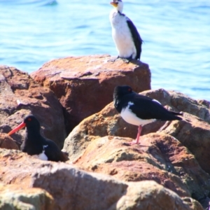 Haematopus longirostris at Greenwell Point, NSW - 1 Sep 2024