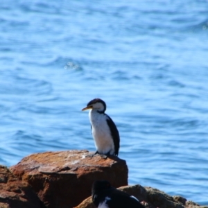 Microcarbo melanoleucos at Greenwell Point, NSW - 1 Sep 2024