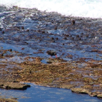 Haematopus fuliginosus (Sooty Oystercatcher) at Culburra Beach, NSW - 1 Sep 2024 by MB