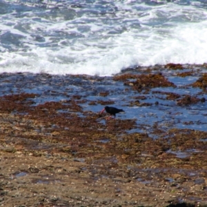 Haematopus fuliginosus at Culburra Beach, NSW - 1 Sep 2024