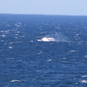 Megaptera novaeangliae at Culburra Beach, NSW - 1 Sep 2024