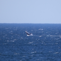 Megaptera novaeangliae at Culburra Beach, NSW - 1 Sep 2024