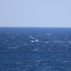 Megaptera novaeangliae at Culburra Beach, NSW - 1 Sep 2024 01:51 PM