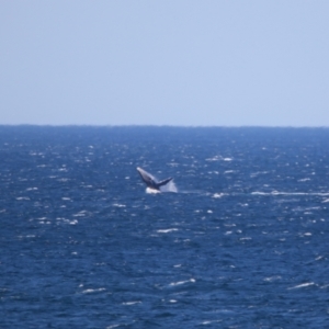 Megaptera novaeangliae at Culburra Beach, NSW - 1 Sep 2024