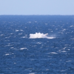 Megaptera novaeangliae at Culburra Beach, NSW - 1 Sep 2024