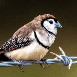 Stizoptera bichenovii at Bargara, QLD - 1 Jul 2024 03:27 PM