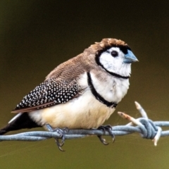 Stizoptera bichenovii at Bargara, QLD - 1 Jul 2024 03:27 PM