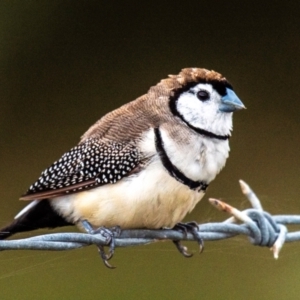 Stizoptera bichenovii at Bargara, QLD - 1 Jul 2024 03:27 PM