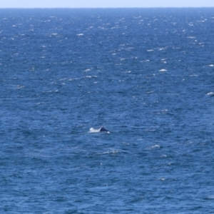 Whale-unknown species at Culburra Beach, NSW - 1 Sep 2024