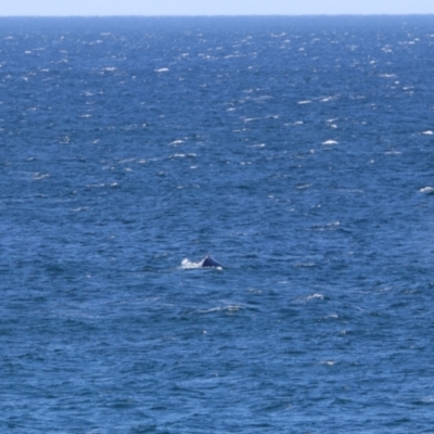 Whale-unknown species (Unidentified Whale) at Culburra Beach, NSW - 1 Sep 2024 by MB