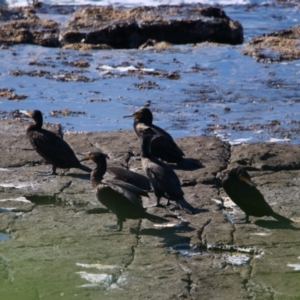 Phalacrocorax carbo at Culburra Beach, NSW - 1 Sep 2024