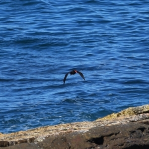 Haematopus fuliginosus at Culburra Beach, NSW - 1 Sep 2024