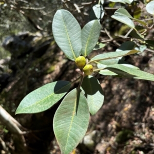 Ficus rubiginosa at Kangaroo Valley, NSW - 31 Aug 2024 01:21 PM