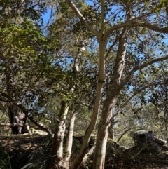 Ficus rubiginosa at Kangaroo Valley, NSW - 31 Aug 2024