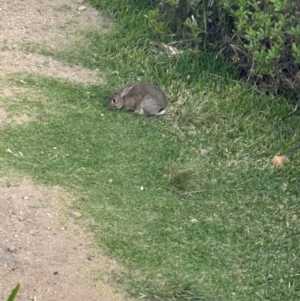 Oryctolagus cuniculus at Palm Beach, NSW - 2 Sep 2024