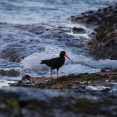 Haematopus fuliginosus (Sooty Oystercatcher) at Culburra Beach, NSW - 2 Sep 2024 by MB