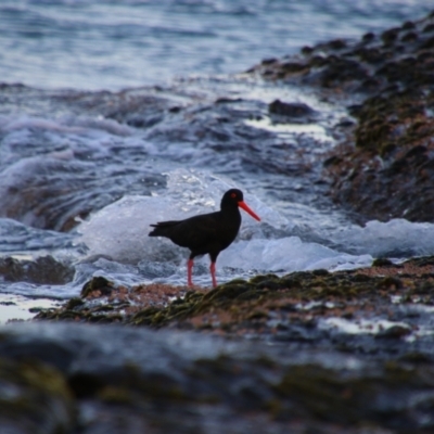Haematopus fuliginosus (Sooty Oystercatcher) at Culburra Beach, NSW - 2 Sep 2024 by MB