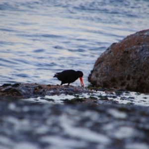 Haematopus fuliginosus at Culburra Beach, NSW - 2 Sep 2024